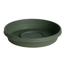 Terratray Thyme Gn 20"