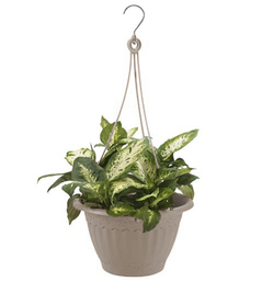 HANG BASKET STONE 7.83&quot;H