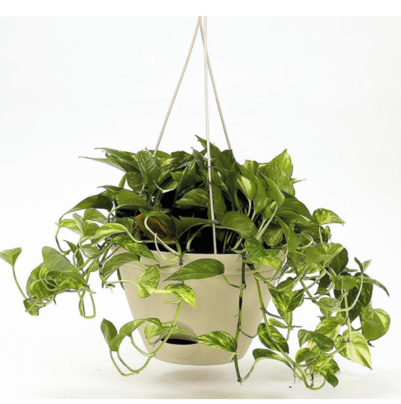 HANG BASKET LATT QUARTZ