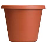 Terrapot Trcot 10&quot;                      