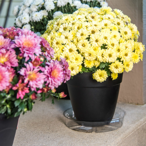 SAUCER PLANT 6"CLR RESIN                