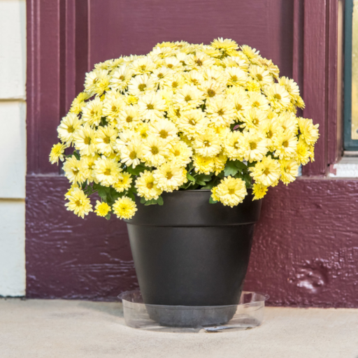 SAUCER PLANT 8"CLR RESIN                