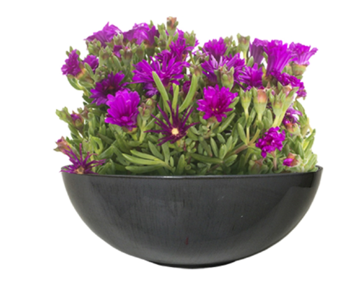 BOWL PLANTER FLAT 11.8"D